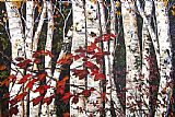 Maya Eventov Shades of Red painting